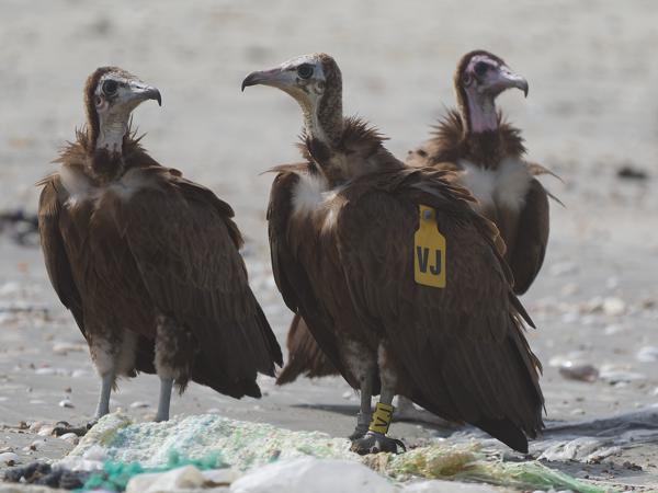 <h3><a href="/trips/gambia/biota/animalia/chordata/aves/017 accipitriformes/004 accipitridae/necrosyrtes monachus/necrosyrtes monachus-nl.html">Necrosyrtes&nbsp;monachus</a> / Hooded&nbsp;vulture / Kapgier</h3>OM-1 Mark II met OLYMPUS M.150-400mm F4.5, 1/2000 sec  bij F4.5, ISO 250, afstand 21.2&nbsp;m